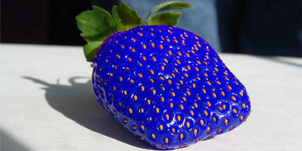 Τα ύστερα του κόσμου: Μπλε φράουλες! (photos)