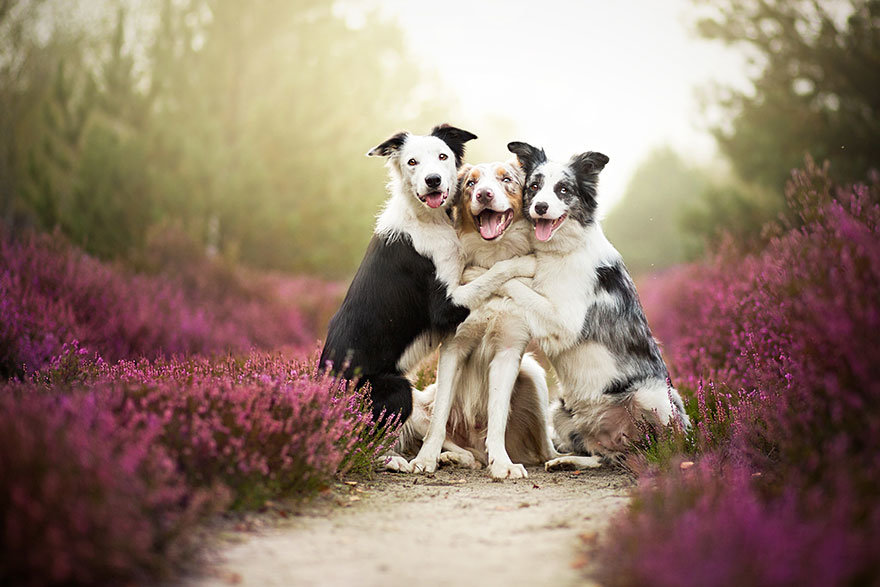 Εξωπραγματικές φωτογραφίες από σκύλους που ποζάρουν!