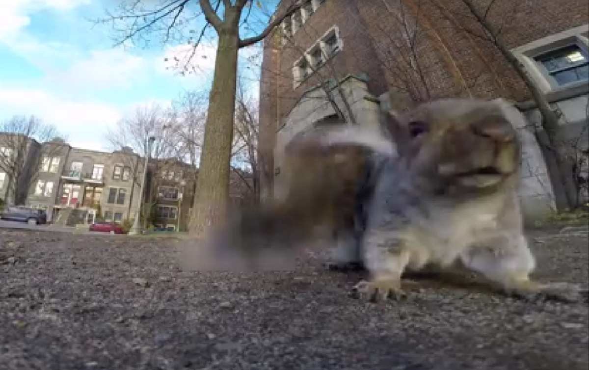 O σκίουρος που έκλεψε την κάμερα και κατέκτησε τον κόσμο! (video)