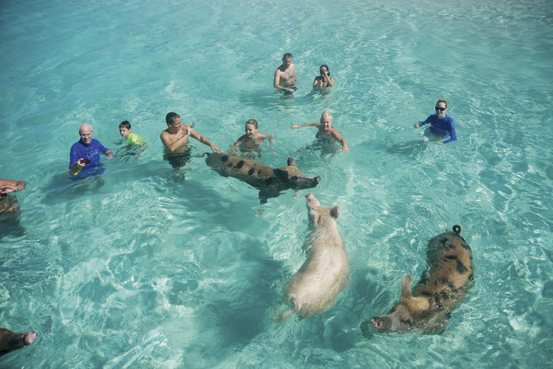 Τα γουρούνια κολυμπούν ακόμα (στις Μπαχάμες)!