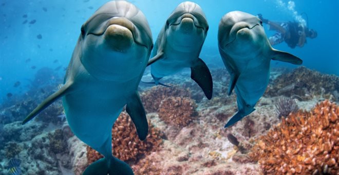 Ξέρεις που βρίσκεται το μοναδικό καταφύγιο αιχμάλωτων δελφινιών του κόσμου; Στους Λειψούς!