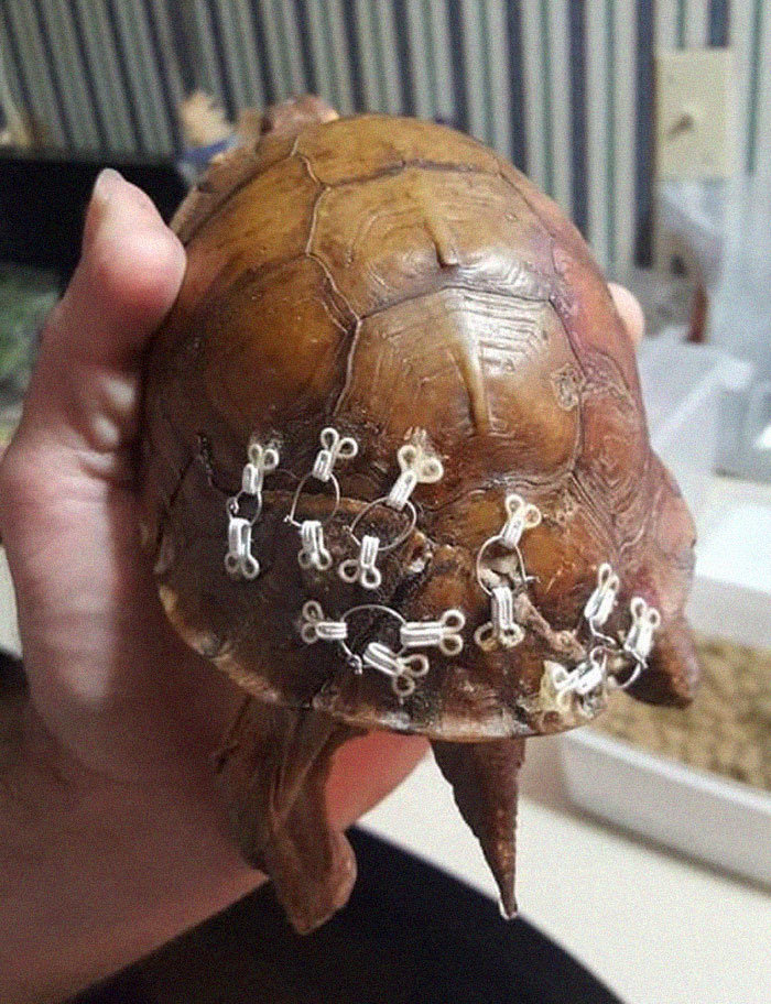 Οικολογική οργάνωση ζητάει “πιαστράκια” από σουτιέν για να κάνει ράμματα σε τραυματισμένες χελώνες!