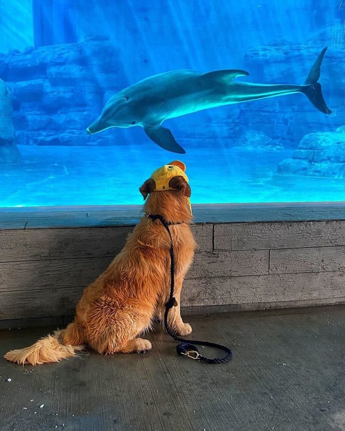 Σκύλος αράζει την πέτσα του με δελφίνι και μας δείχνουν ότι όταν οι φιλίες είναι δυνατές ξεπερνάνε κάθε εμπόδιο