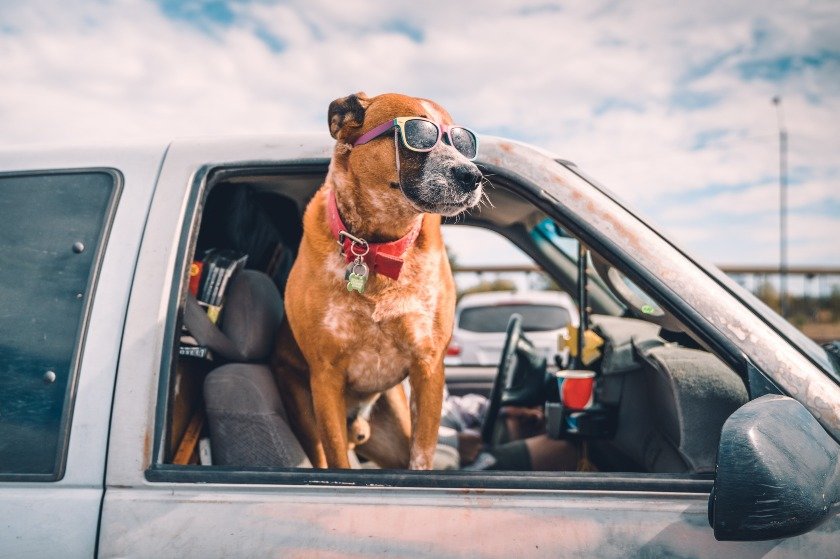 Μπορεί κάποιος να μας απαντήσει υπεύθυνα τι συμβαίνει με τα σκυλιά και τα αυτοκίνητα;
