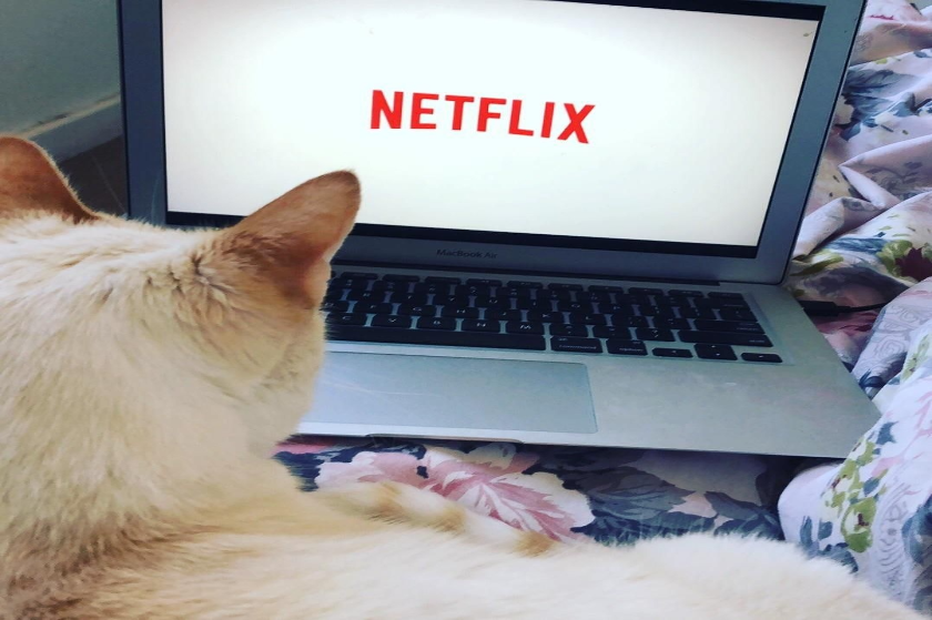 Το Netflix είναι cat lover και το απέδειξε στη Σύρο