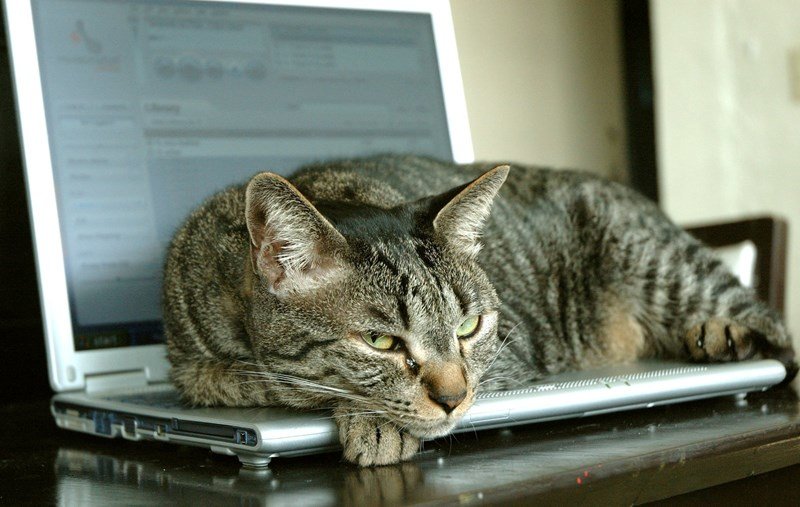 Τα πληκτρολόγια φτιάχτηκαν μόνο για να έχουν κάπου να αράζουν οι γάτες