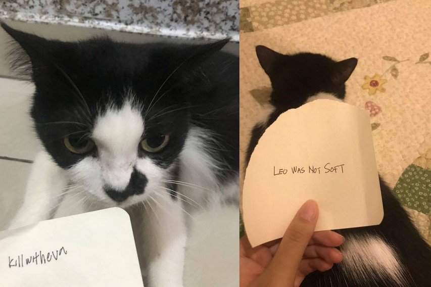Όσο το Instagram ασχολείται με τις θηλές μας κάποιοι κακοποιούν γάτες και το προβάλλουν σε λογαριασμούς