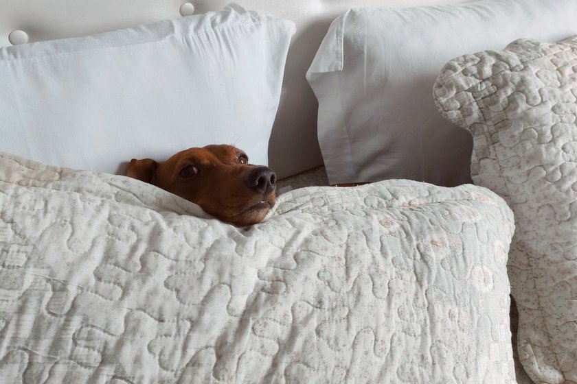 Ύπνος χωρίς σκύλο να πιστεύει πως το κρεβάτι σου τού ανήκει, δε γίνεται