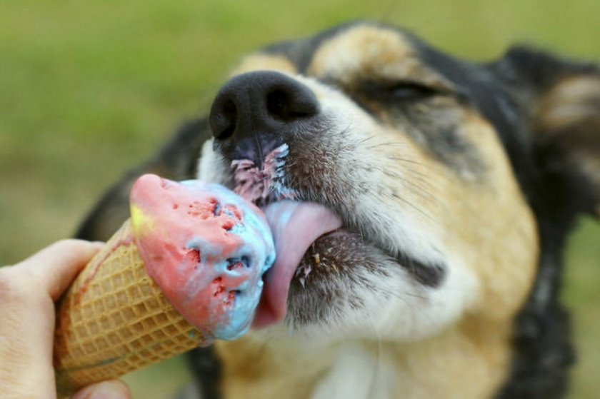 Ξεχάστε ό,τι ξέρατε: πλέον οι σκύλοι έχουν δικαίωμα στο παγωτό