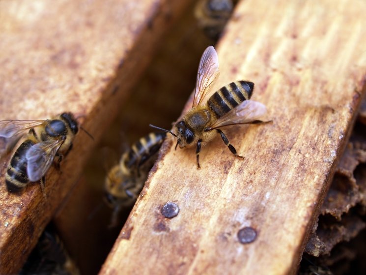 Το Brexit ίσως οδηγήσει 15 εκατομμύρια μέλισσες στο θάνατο