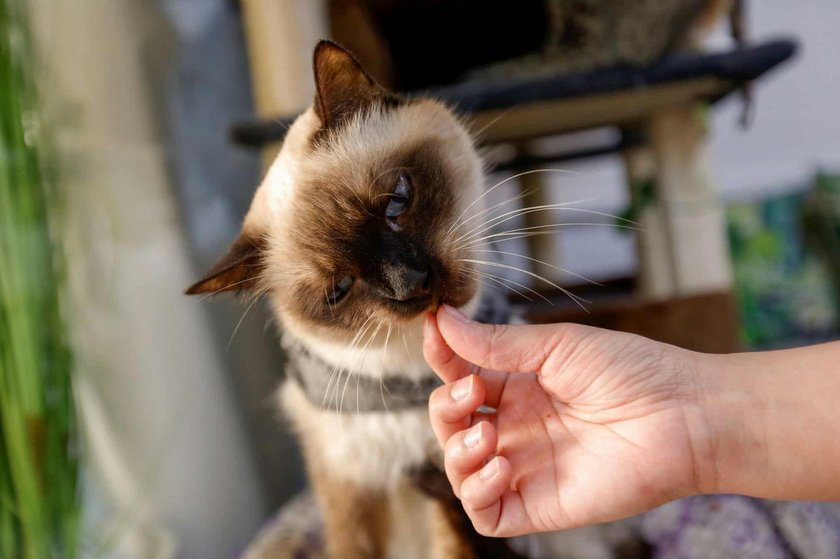 Ailuromania Cat Cafe: Οι αδέσποτες γάτες του Ντουμπάι έχουν το δικό τους στέκι