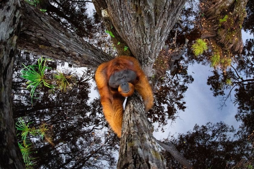 Φωτογενής χιμπατζής κερδίζει παγκόσμιο φωτογραφικό διαγωνισμό βλέποντας τα ίσια ανάποδα