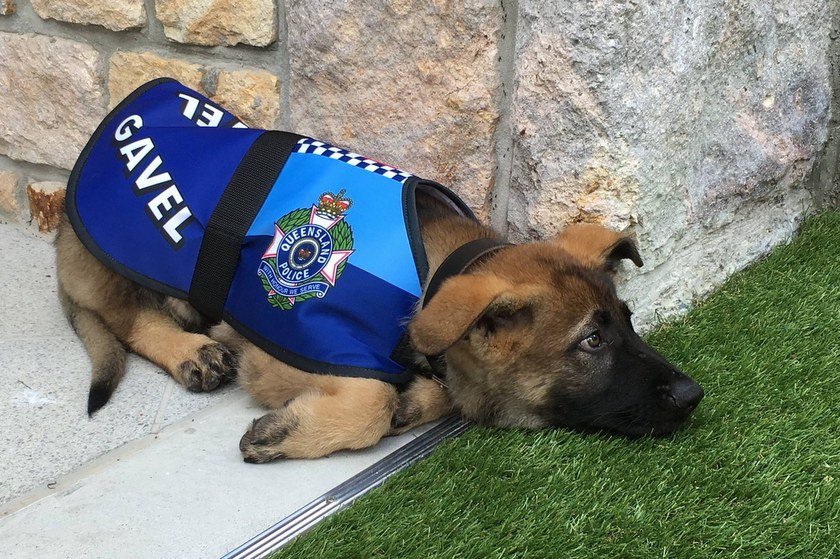 Κάποιοι σκύλοι είναι “υπερβολικά καλοί” για την αστυνομία