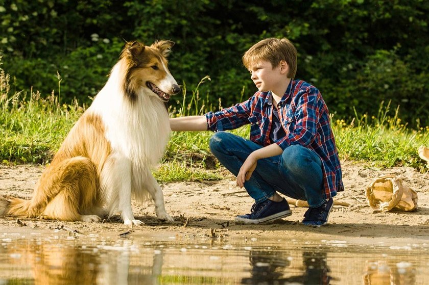 “Λάσι, Γύρνα Σπίτι”: Η αγαπημένη σκυλίτσα έρχεται από 29 Ιουλίου στους κινηματογράφους