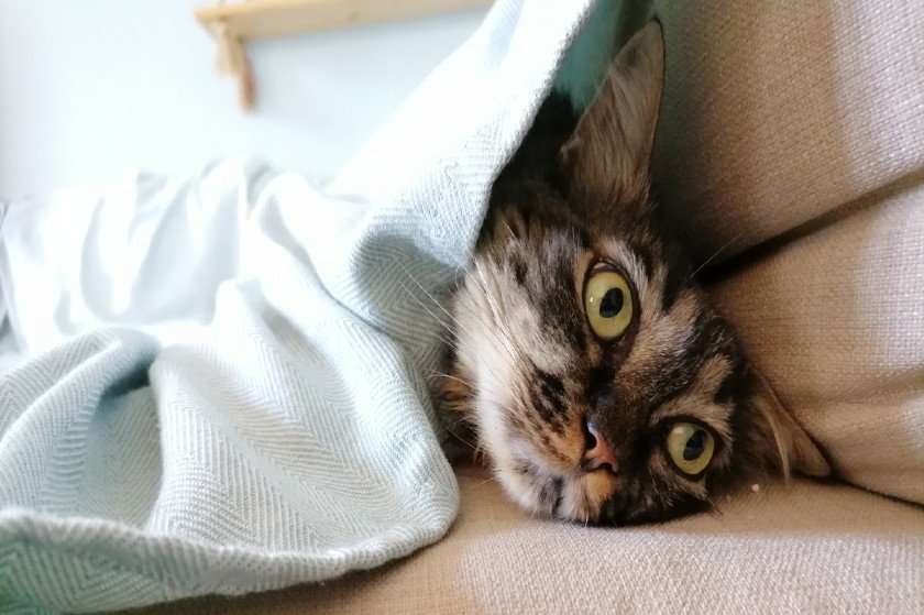 Tsitsos the cat: Η πρώτη γάτα influencer στην Ελλάδα που δίνει συνέντευξη