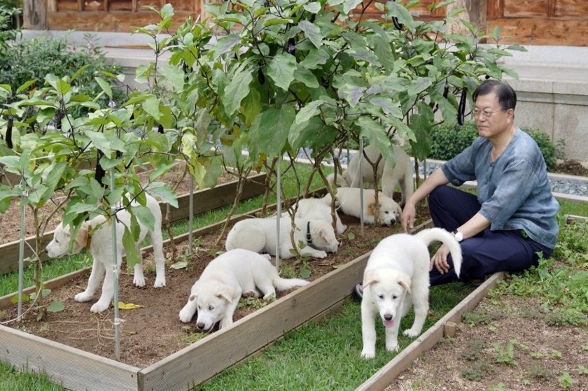 Ήρθε η ώρα να σταματήσει η κατανάλωση σκύλων στη Νότια Κορέα