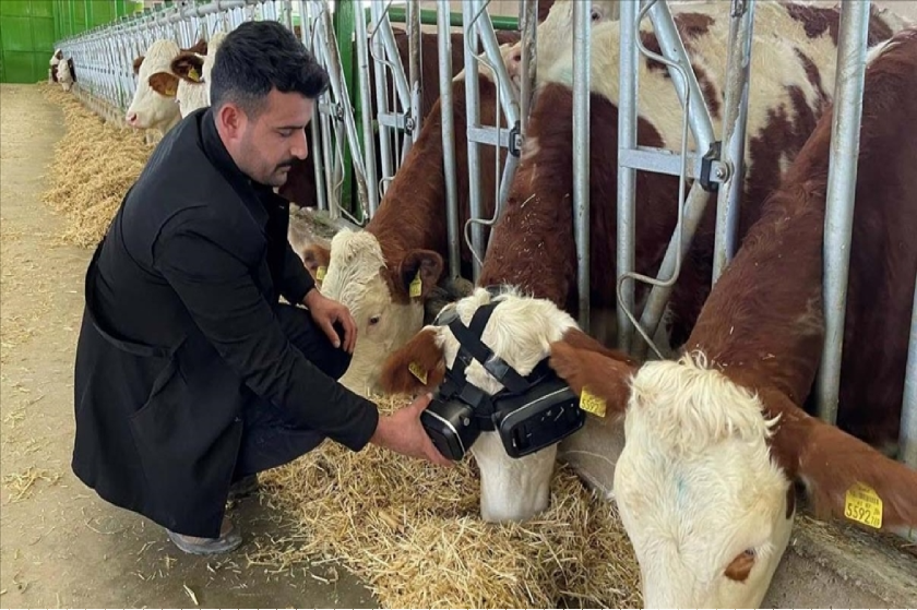 Οι αγελάδες στην Τουρκία ζουν ήδη την κόλαση του Metaverse