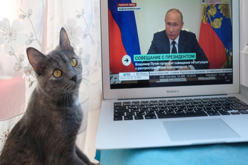 O νέος περιορισμός για τη Ρωσία έχει να κάνει με γάτες