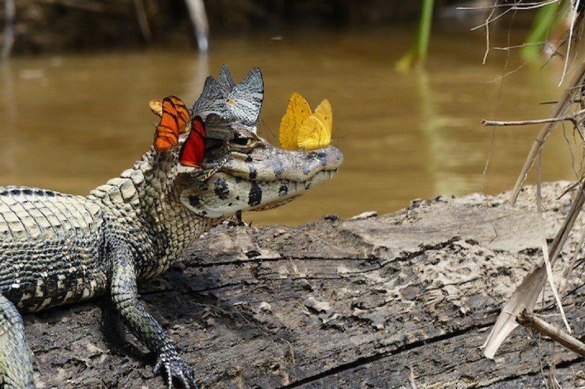 Φασαίος αλιγάτορας κάνει παρέα με πεταλούδες και κερδίζει διαγωνισμό φωτογραφίας