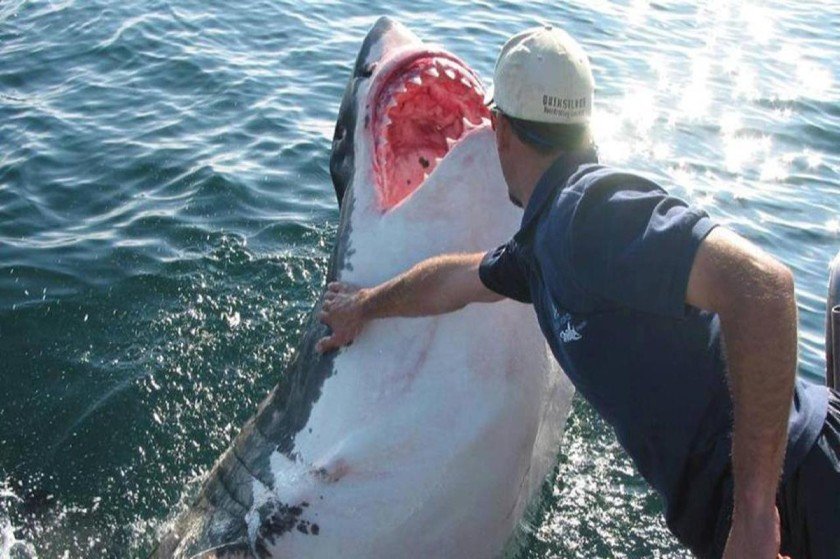 Η ιστορία με τον καρχαρία που αγάπησε τον σωτήρα ψαρά της είναι fake news