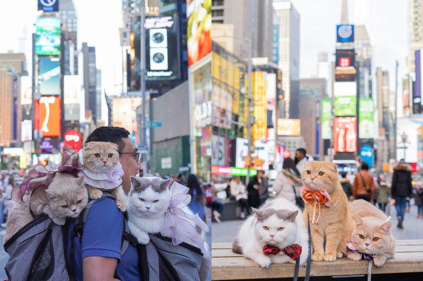 Ένα ζευγάρι ταξιδεύει όλο τον κόσμο με τρεις γάτες που κάνουν ζωάρα