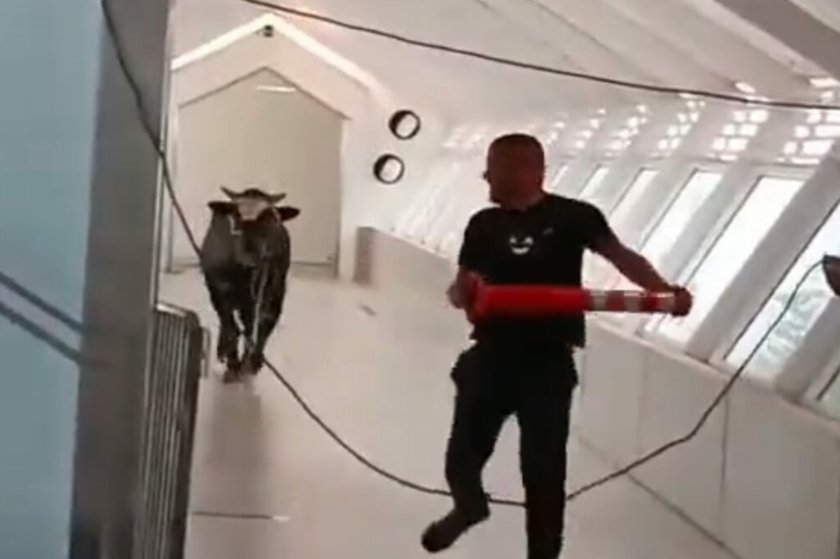 Στο βίντεο της ημέρας, ταύρος μπήκε σε τράπεζα και κυνηγούσε κόσμο