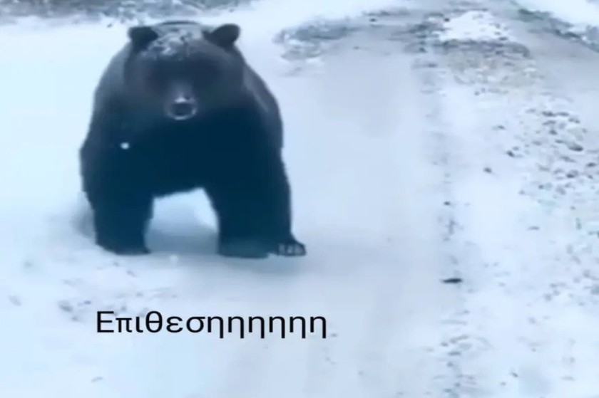 Μούφα η συνάντηση του οδηγού με αρκούδα στην Πέλλα, το βίντεο είναι από το Instagram