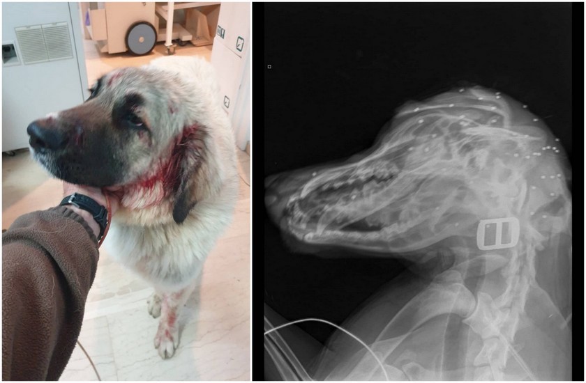 “Άντρακλας” στο Ρέθυμνο πυροβόλησε σκύλο μπροστά σε παιδιά