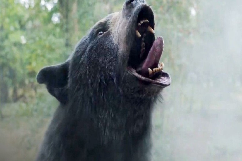 Cocaine Bear: Η αληθινή ιστορία μιας αρκούδας που έγινε “κοκάκιας” είναι καλτ έπος