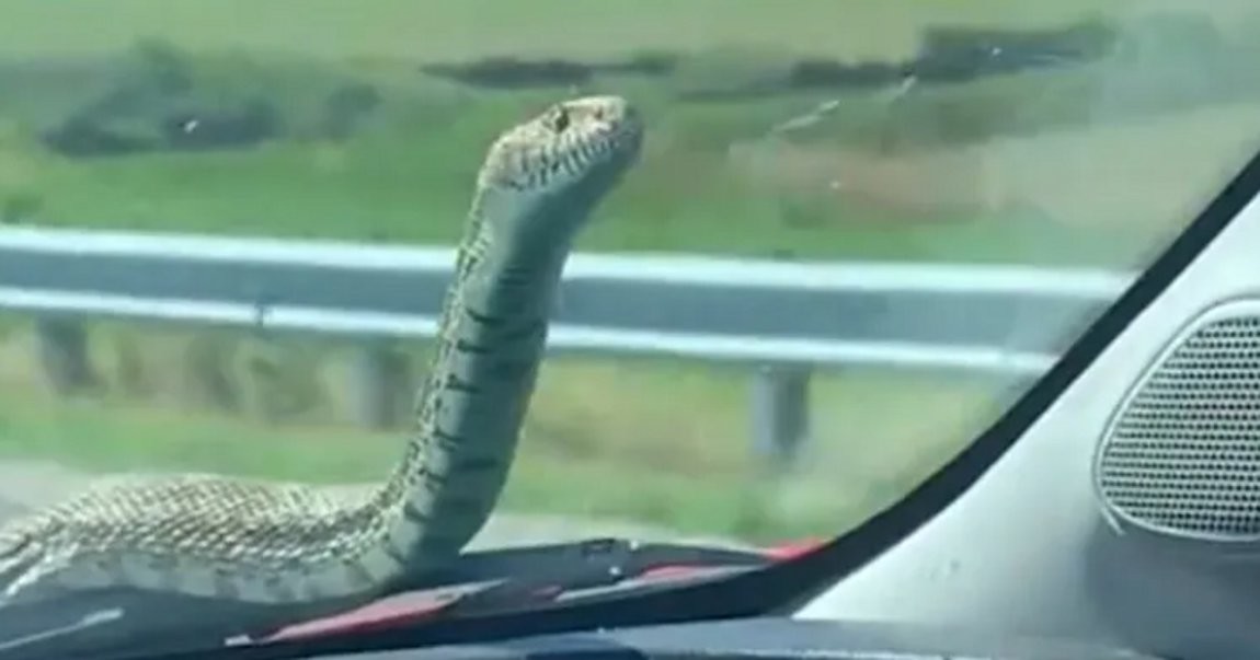 Φίδι βρήκε στο καπό του αυτοκινήτου του Θεσσαλονικιός, σταματήστε να κατέβουμε