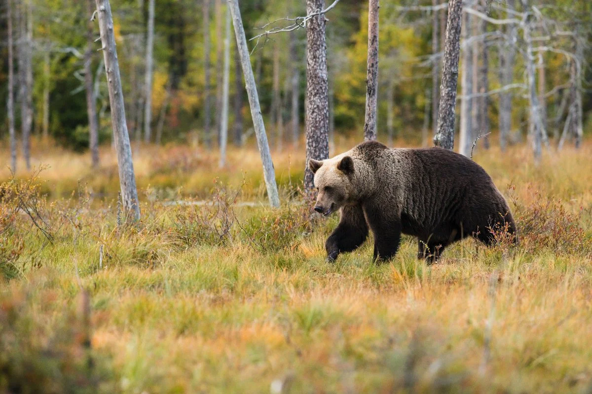 Αρκούδα κατηγορείται για τουλάχιστον 21 διαρρήξεις