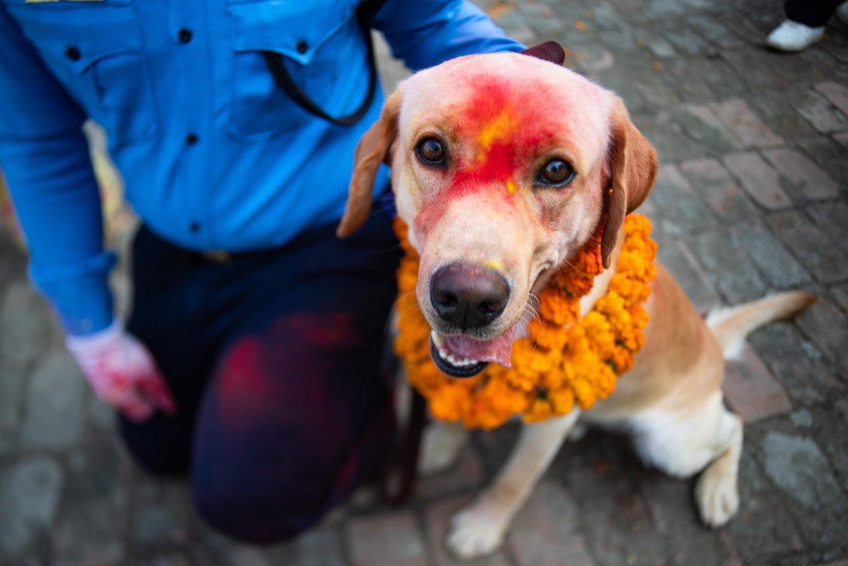 Νεπάλ σκυλιά Γιορτή του Σκύλου