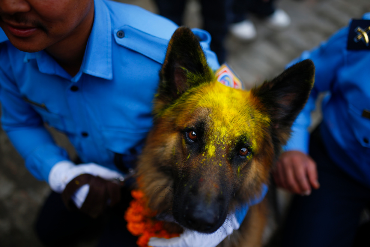 Νεπάλ σκυλιά Γιορτή του Σκύλου