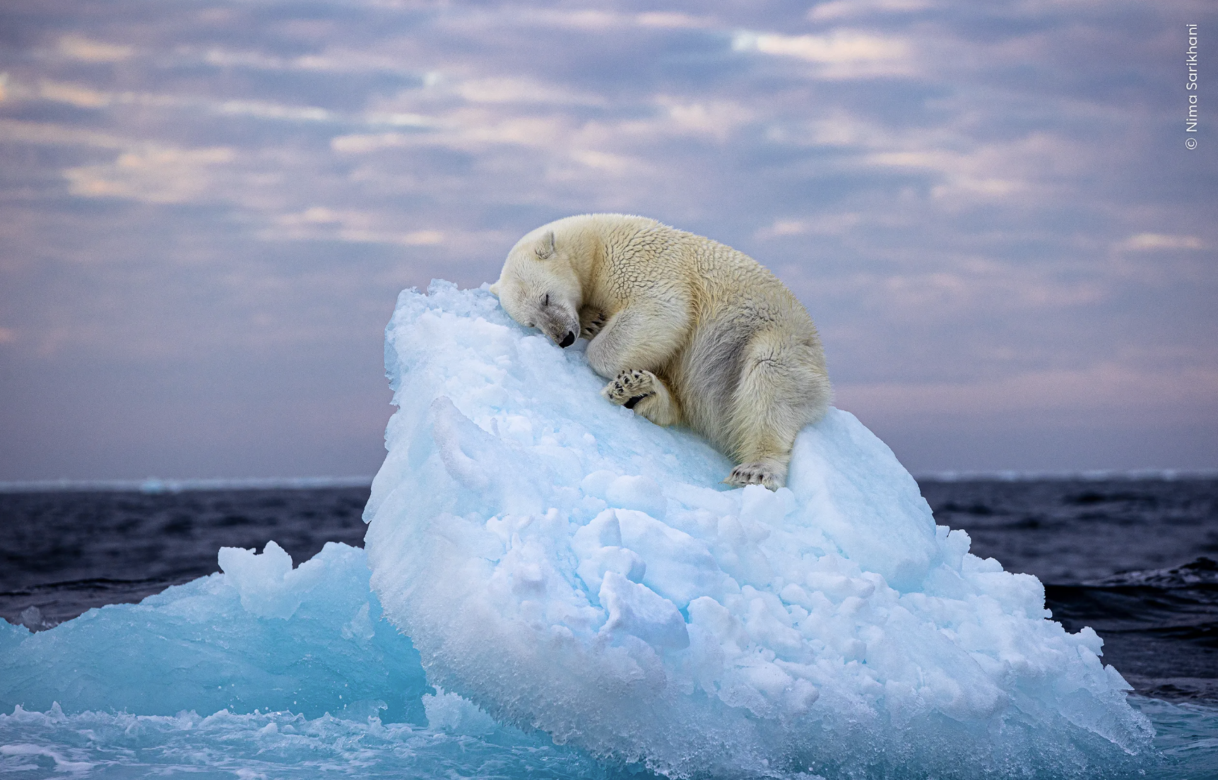 Η πολική αρκούδα που ξεκουράζεται πάνω σε παγόβουνο κέρδισε το βραβείο φωτογραφίας άγριας ζωής